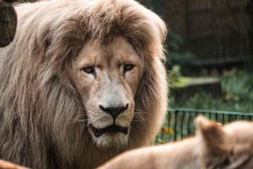 Closeup shot of a majestic male lion found wandering around