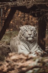 Vertical shot of a beautiful white Bengal tiger sitting on the ground and relaxing