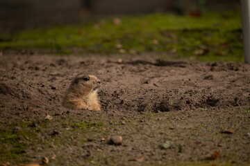Black-tailed prairie dog peeking out of its den on a sunny day - obrazy, fototapety, plakaty