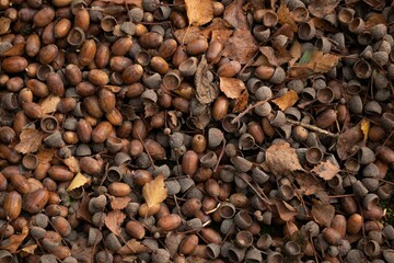 Top view of different variations of sprouted seeds found on the ground