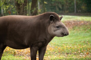 Fototapeta premium South American tapir standing and looking around inside a zoo