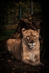 Vertical shot of a majestic female lion sitting on the ground in the wild