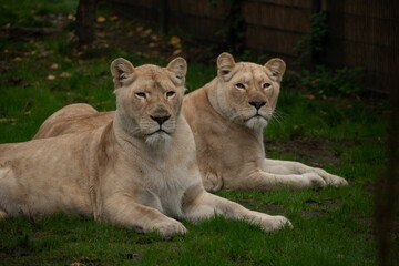 Scenic view of two lions sitting next to each other on the grass