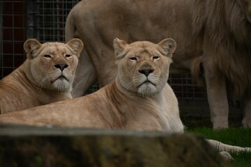 Scenic view of two lions sitting next to each other on the grass