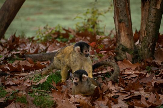 Scenic view of two baby monkeys playing on dried leaves in the wild