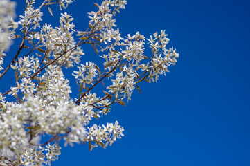 Amelanchier lamarckii deciduous flowering shrub, group of snowy white petal flowers on branches in bloom - obrazy, fototapety, plakaty