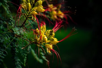 Shallow focus of yellow Bird of paradise shrub, Erythrostemon gilliesii with blur background