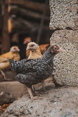 Vertical shot of chicken on a piece of stone