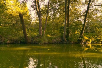 Fototapeta premium Pond in the forest with reflections of the trees