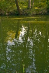 Vertical shot of a pond with reflections of the trees