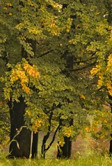 Beautiful park with colorful autumn trees with yellow leaves on the branches