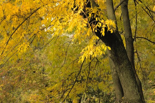 Beautiful park with colorful autumn trees with yellow leaves on the branches