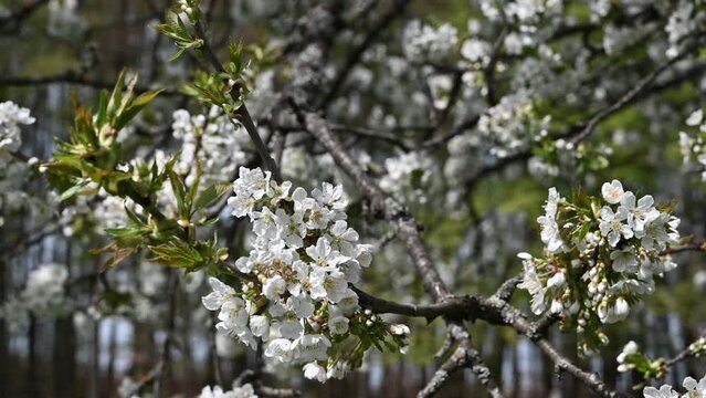 Cherry tree blooming, flowers in the wind, breeze, cherry, bloosom