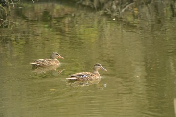 High angle shot of brown mallard ducks swimming in a green pond