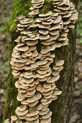 Vertical shot of Arboreal fungus growing on a mossy tree trunk