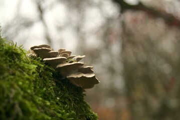 Closeup shot of Arboreal fungus growing on a mossy tree trunk