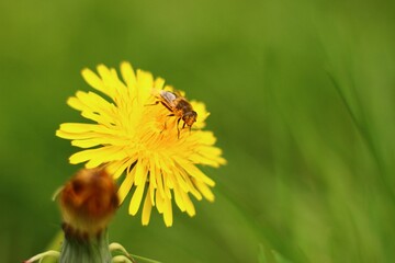 Closeup of beautiful Yellow flower blooming on green nature blurred background with an insect on it