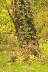 Beautiful tree in a forest with autumn leaves during sunrise