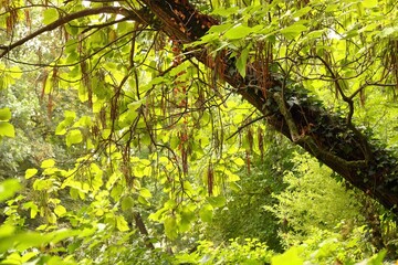 Fototapeta premium Beautiful tree in a forest with green leaves during sunrise