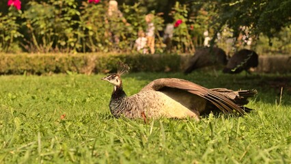 Closeup of the Peacock bird sitting on a greenfield on a farm