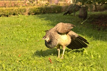 Closeup of a Peacock bird on a greenfield on a farm