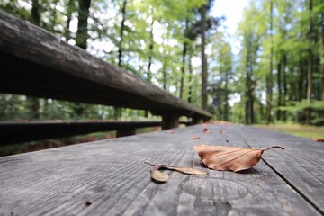 Selective focus shot of autumn leaves over a wooden surface in the woods