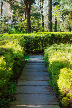 pawed path between shrubs in the park. beautiful scenery in botanical garden on a sunny day in spring