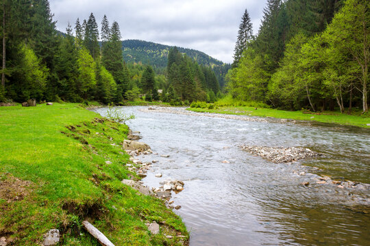 carpathian countryside scenery with river on a cloudy day in spring. trees along shore and forest on the hill. mountainous landscape of ukraine beneath an overcast sky