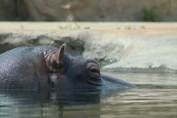 Closeup of a hippo hiding its face under the water