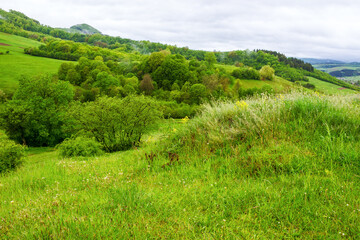 carpathian countryside landscape in spring. mountainous landscape of ukraine with forested hill and green meadows on a rainy day