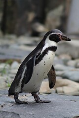 Naklejka premium Vertical shot of a cute Humboldt penguin standing on the rock