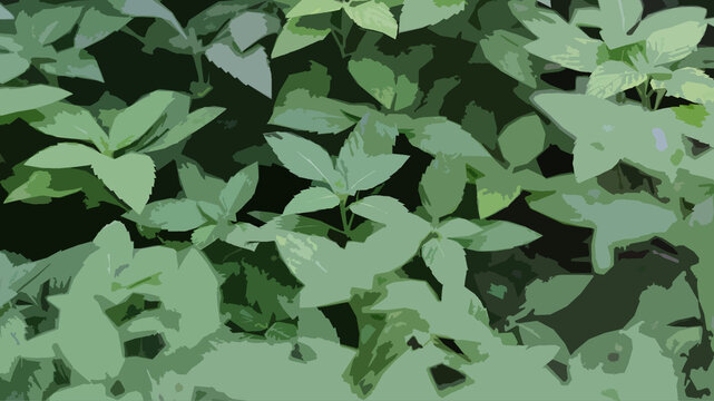 Realistic illustration of Culantro or lon coriander grown in a home organic farm.