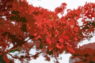 Realistic illustration of the Royal Poinciana, Flamboyant Tree or Flame Tree.
