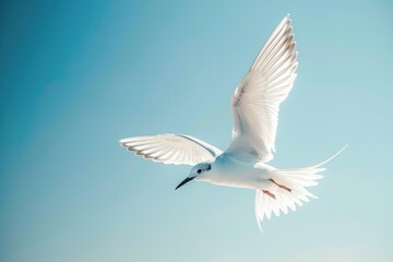 Fototapeta premium Beautiful Adult Common Tern in Flight on Blue Sky Background - Fauna Beauty with Striking Beak