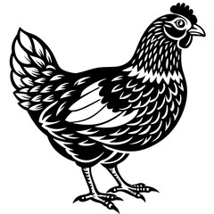 Fototapeta na wymiar hen and rooster vector illustration
