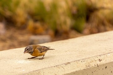 Gray-hooded sierra finch bird searching for food on stone stand with blur trees in the garden