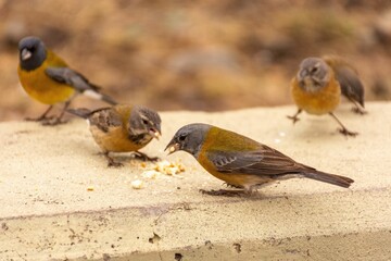 Gray-hooded sierra finch searching for food on stone stand with blur trees in the garden