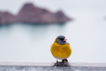 Gray-hooded sierra finch bird standing on stone fence with blur sea in the background - obrazy, fototapety, plakaty