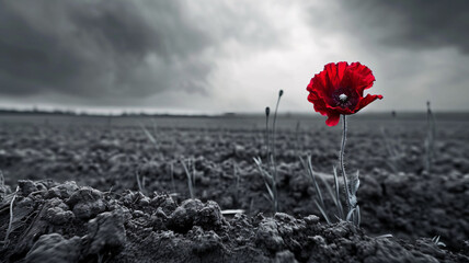 a single red poppy standing on the edge of the land - obrazy, fototapety, plakaty