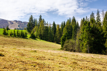Obraz premium coniferous trees on the grassy hill in spring. mountain range with snow capped tops in the distance beneath a blue sky with clouds. beautiful carpathian countryside on a sunny day