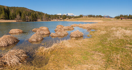 seaweed tufts in the moor lake Schmalensee, upper bavaria - 781968782