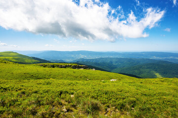 alpine meadows of carpathians. scenery with green grass beneath a blue sky with clouds. summer vacations in ukrainian mountains - 781969104