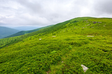 alpine grassy hill of carpathian landscape of ukraine on a cloudy summer day - 781969545