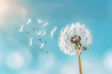 White dandelion with seeds flying away. Blowball against blue sky background