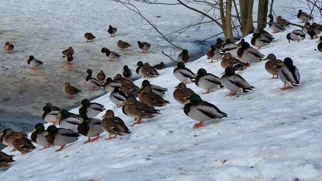 View of ducks gathering near the frozen Keravanjoki River, in Vantaa, Finland