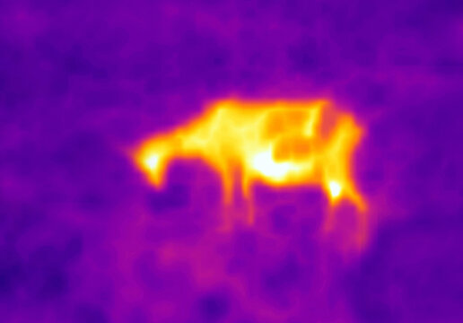 A goat in a cold morning meadow. The image from thermal imager device
