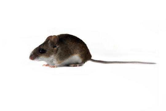 Theriology and deratization. Wild forest and field mice (Apodemus and Arvicolinae) as pests of agriculture and household. Isolated Wood mouse (Apodemus sylvaticus) shooting from different angles