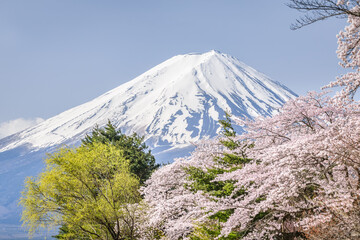 Mount Fuji in spring with cherry blossoms, Japan