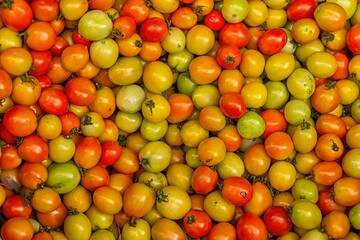Fresh tomato harvest background