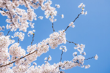 Cherry blossom tree in full bloom, Japan - 781972376